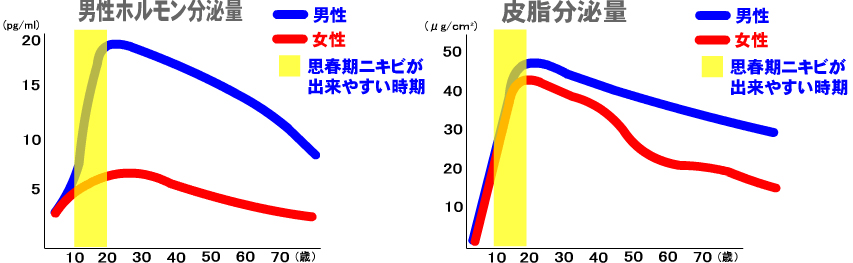 思春期ニキビの原因、ホルモン分泌と皮脂分泌グラフ