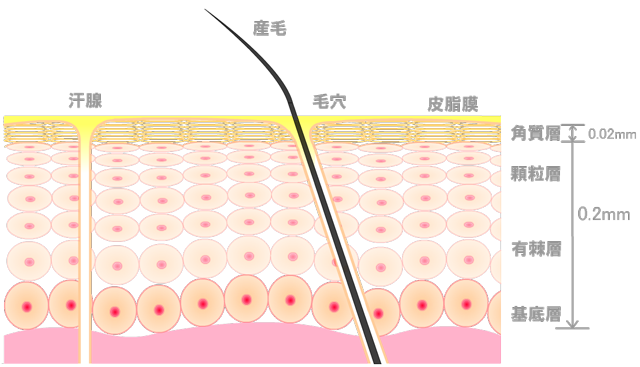 正常な肌状態