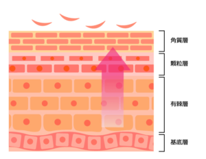 肌は新陳代謝で毎日入れ替わっている