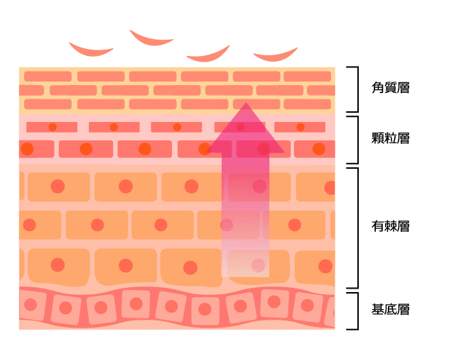 ニキビの部分も肌は新陳代謝で入れ替わっています