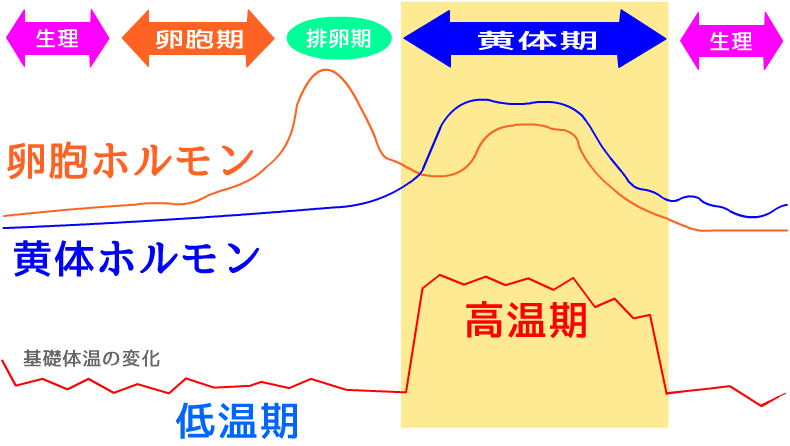 ピルはホルモンバランスをコントロールします