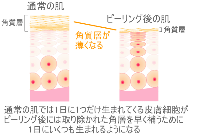 ピーリングをすると一時的に肌の代謝が高まる