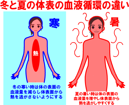 体表の血流の少ない冬は肌の働きが低下し、血流の多い夏は肌の働きが高まります