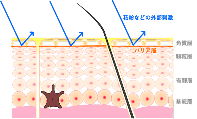 正常な肌状態は花粉などの影響を受けにくくするバリア機能がある