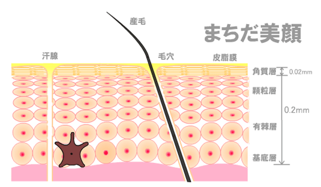 繰り返すあごニキビに関連する肌の働き