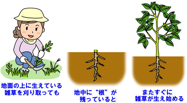 雑草の根を残すとすぐに生え始めるのと同様、ニキビや肌荒れの原因を取り除かなければ繰り返します