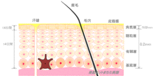 肌の新陳代謝