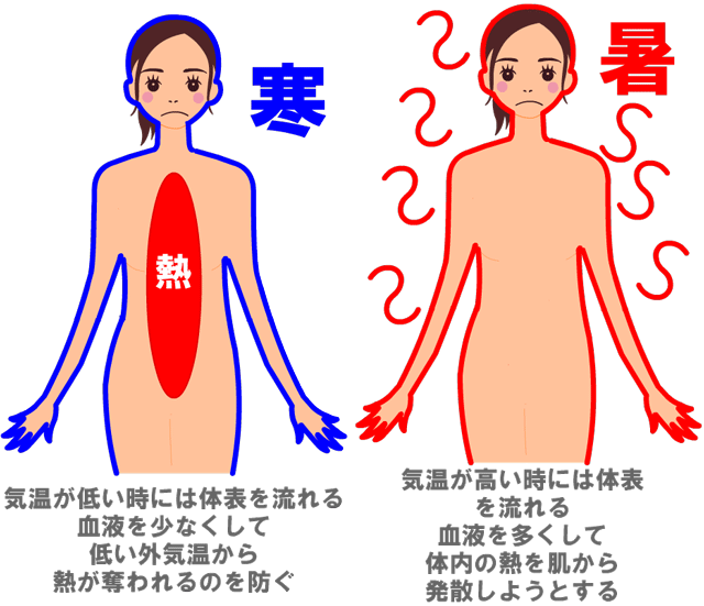 肌には寒い時には熱を奪われにくくし、暑い時には熱を発散しようとする体温調節の働きがあります