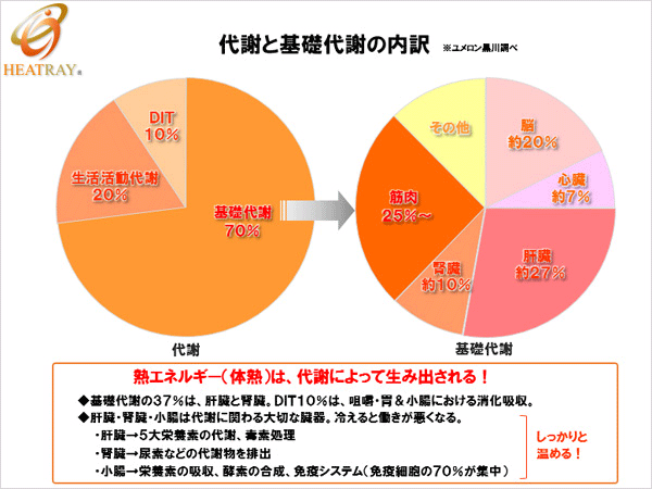 代謝と基礎代謝の内訳