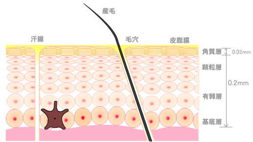 肌が正常な状態でバリア機能が働いていれば敏感肌にはなりません