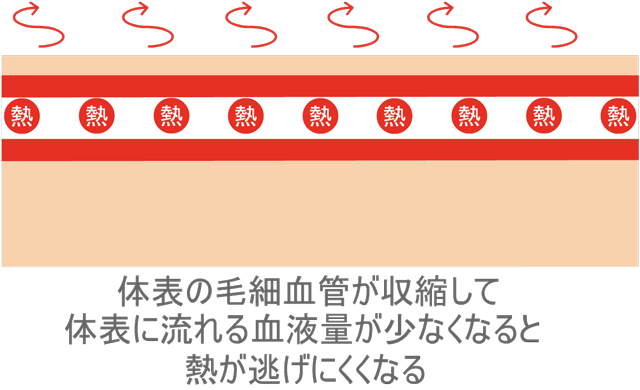 体表を流れる血流量が少ないと熱が逃げにくくなる