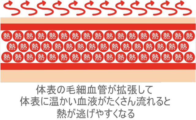 体表を流れる血流量が多いと熱が逃げやすくなる