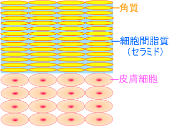 角質が敏感肌解消の鍵を握ります